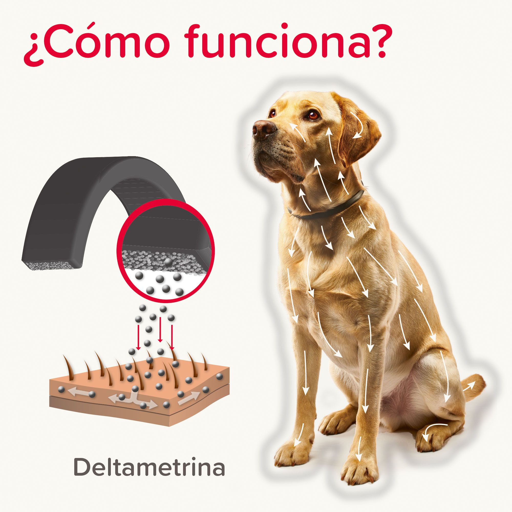 Canishield® Collar Antiparasitario para Perros – 2×48 cm - Imagen 4