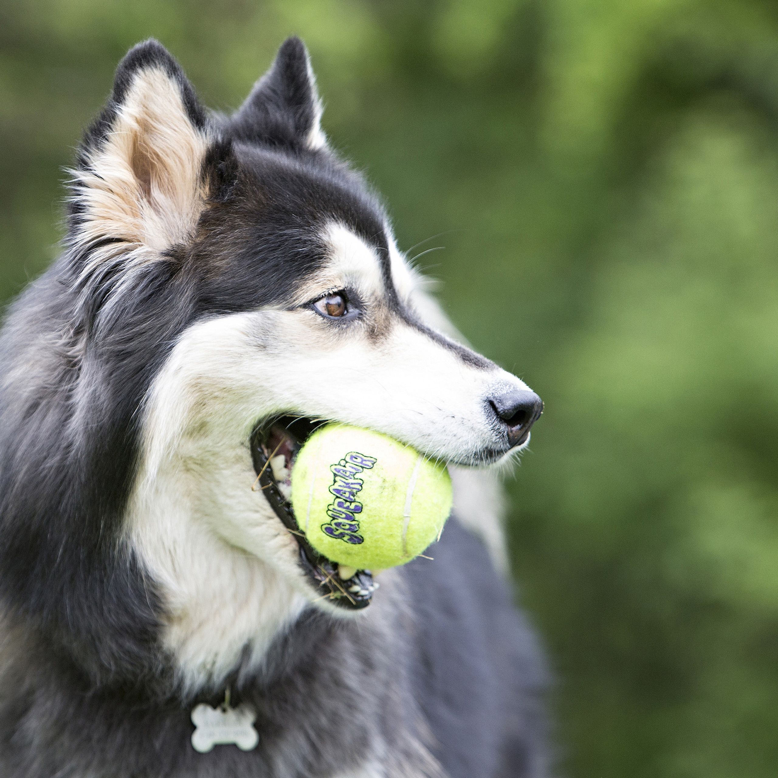 KONG SqueakAir Ball S – Pack de 3 Pelotas con Sonido para Perros - Imagen 3
